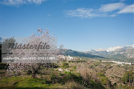 Almond tree overlooking snowed Guadalest valley