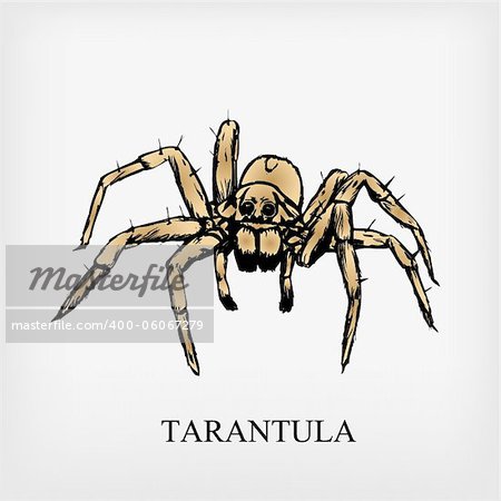 Tarantula spider. Vector illustration. EPS include