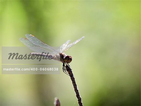Dragonfly resting over a twig and blurred background