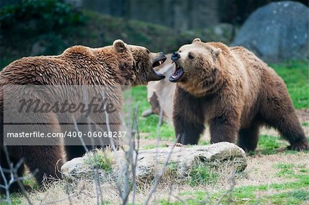 two brown bears fighting for territorial ownership