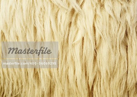 Texture of Wool or Sheepskin for Background