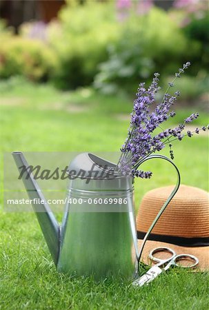Lavender in watering can, hat and scissors in the summer garden