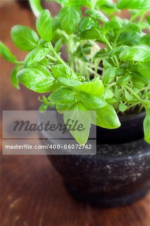 Fresh basil on wooden background