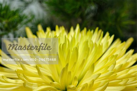 Bud of chrysanthemum flower