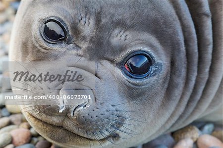 Portrait of the young elephant seal looking directly into the camera