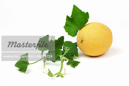 galia melone isolated on white