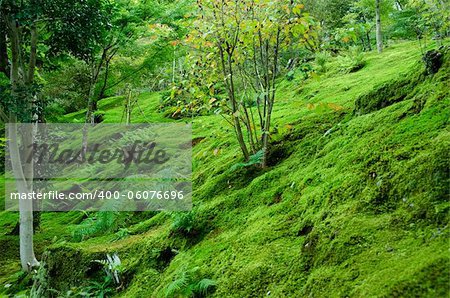 Forest floor covered with moss, natural green background