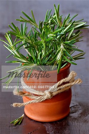 Bunch of fresh rosemary in a ceramic pot.