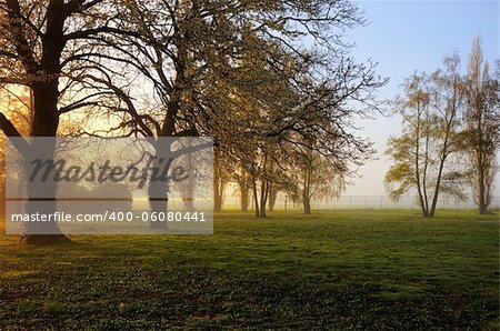 Sunrise in a yard with trees in spring.