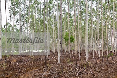 Plantation of Eucalyptus for paper industry