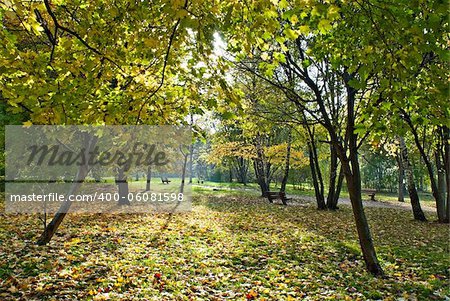 Autumn park and sun shines through branches