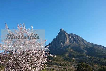 Flowering almond tree against the mighty peak of the Puigcampana, Costa Blanca, Spain