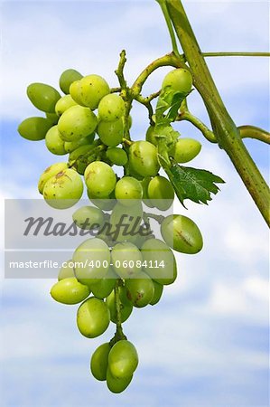 Unripe cluster of white grapes hanging on a branch against the sky with clouds