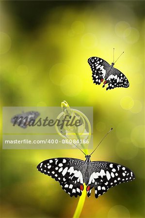 Butterfly resting on a young plant with few others in the background and nice background bokeh