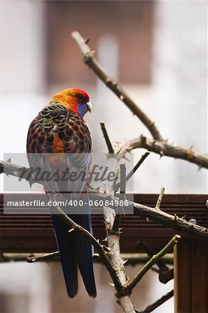 Bastardisation of fauna - Colorful Parrot, escaped from captivity and survived cold winter, on pergola in backyard in early spring searching for food