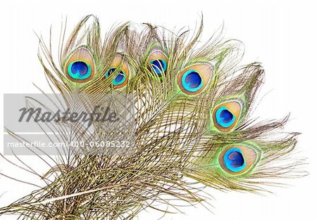 Detailed photo of a bunch of beautiful vivid peacock feathers isolated on white