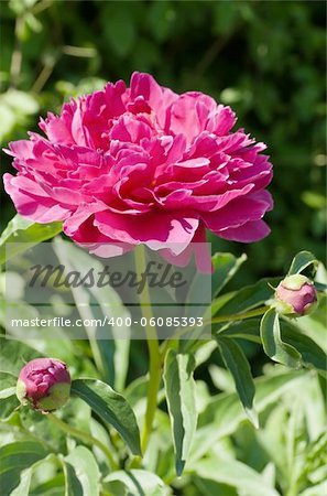 A beautiful pink peony in the garden