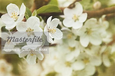Flowers of the apple blossoms in Spring