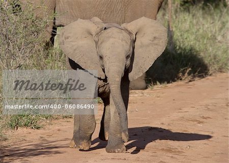 A young African Elephant advances in a mock-charge (Madikwe Game Reserve, South Africa)