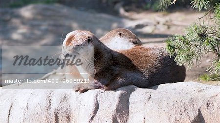 European otters basking in the sun on the shore
