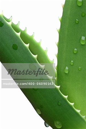 Green Aloe vera with water drops isolated on white