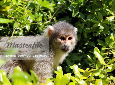 squirrel monkey, sitting on a branch and looking at some unknow danger