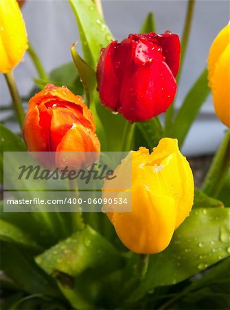 Red, orange and yellow tulip with rain drops