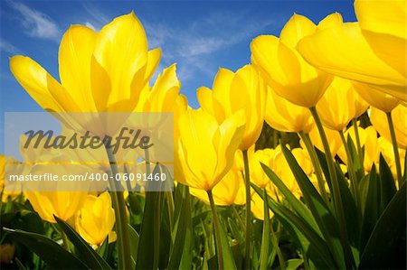 yellow tulips illuminated by the sun