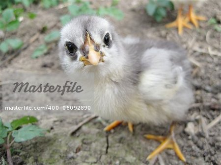 a small gray-white chicken