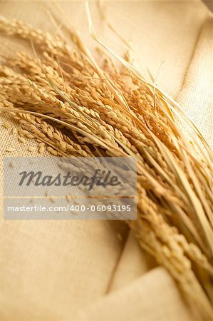 wheat lay on linen