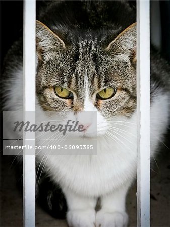 An image of a cat looking out of the window