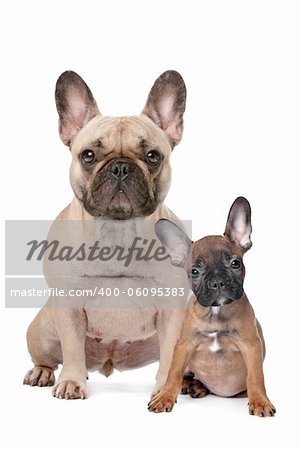 French Bulldog adult and puppy in front of a white background