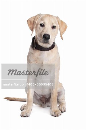yellow Labrador in front of a white background