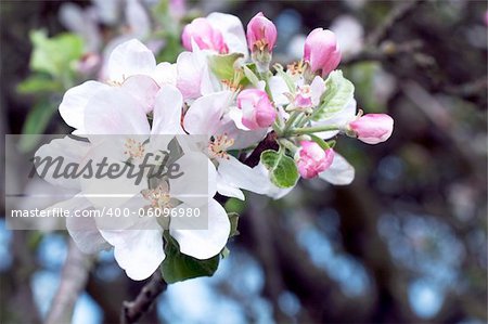 Apple tree branch with pink flowers that bloom in spring