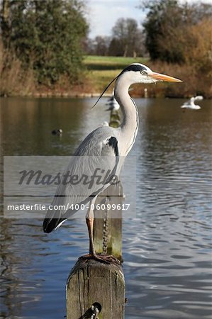 A tall grey Heron sitting at a river, waiting for a fish to catch.