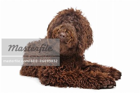 Brown Labradoodle in front of a white background