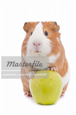 guinea pig with green apple over white