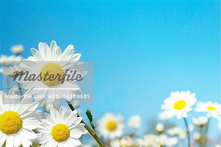 close up of white marguerite flowers against blue sky