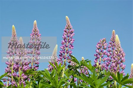 purple full-blown flower lupin on blue sky