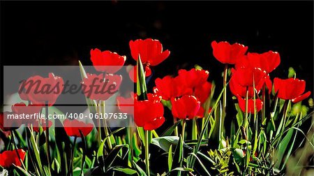 Beautiful red tulips against dark backgroung with shallow focus