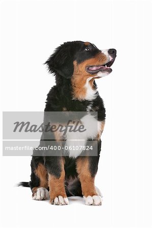 Bernese Mountain Dog puppy in front of a white background