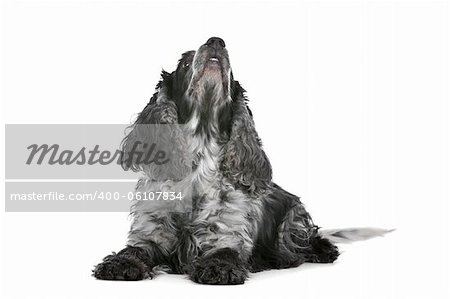 blue roan cocker spaniel in front of a white background
