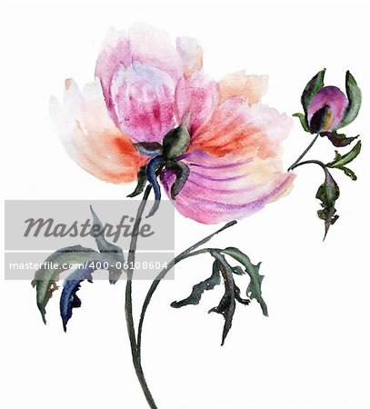 Beautiful Peony flower, Watercolor painting