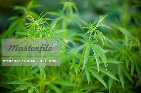 Young cannabis plants green background with DOF