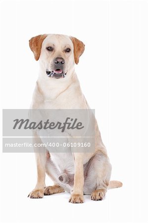 Labrador Retriever in front of a white background