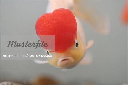 Red cap goldfish, close up