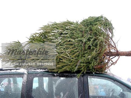 Huge Christmas tree tied to the roof on a minivan