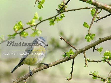 Blue tit sitting on the branch of a hawthorn tree in spring.