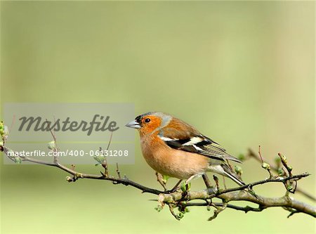 Male chaffinch sitting on the branch of a hawthorn tree in spring.