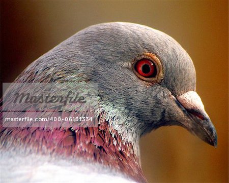 close-up of a feral pigeon
